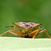 Pentatoma rufipes (Red-legged Shieldbug)