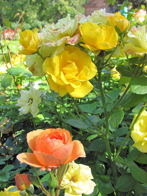 Roses at Hatanpää Arboretum