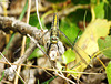 Black-tailed Skimmer f (Orthetrum cancellatum) 30-06-2012 10-32-52