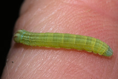CaterpillarIMG 4987