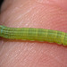 CaterpillarIMG 4987