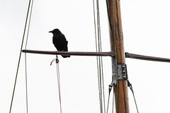 Crow on a Yacht