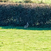 Hare sheltering in the shade of a hedgerow