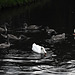 Swan family feeding in the dark