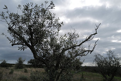 Olive tree, Rainpraying