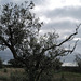 Olive tree, Rainpraying