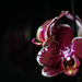 Orquídeas + 2 notas
