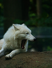 Polarwolfgähnen1