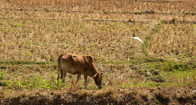 Grazing in paddy fields near Pai