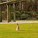 A hare on the playground