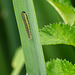 Iris Sawfly Larva