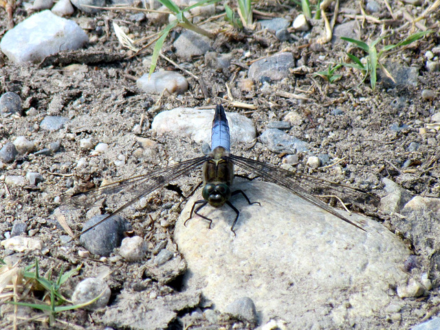 Black-tailed Skimmer m (Orthetrum cancellatum) 02-07-2012 16-24-26