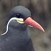 Inca tern (Inkaseeschwalbe)