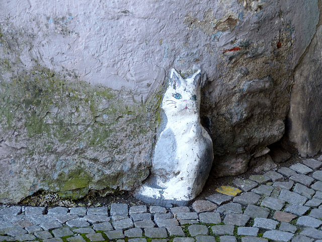Gmünd in Kärnten - Cat