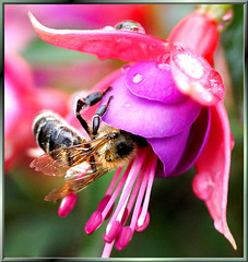 Biene sucht ein trockenes Plätzchen... ©UdoSm