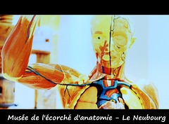 Musée de l'écorché d'anatomie du Neubourg