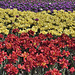 Tricolour – Canadian Tulip Festival, Dow’s Lake, Ottawa, Ontario, Canada