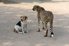 Namibia, The Cheetah and the Dog in the Otjitotongwe Guest Farm