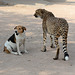 Namibia, The Cheetah and the Dog in the Otjitotongwe Guest Farm