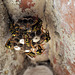Wasps under roof eaves, Polistes dominula ?