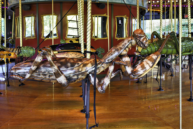 Praying Mantis – Bug Carousel, Bronx Zoo, New York City, New York