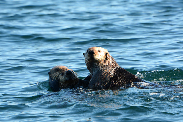 Alaska, Homer, The Family of Sea Otters in Otter Cove