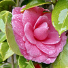 Shy Camellia flower