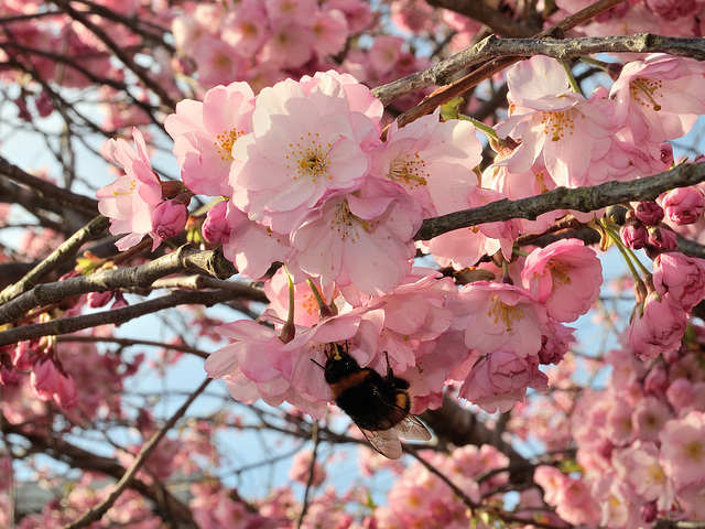 BELFORT: Fleurs de cerisiers 04