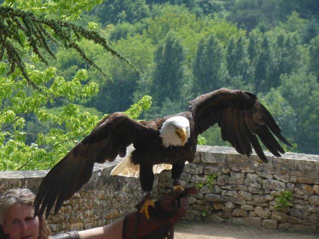 American bald eagle takes off
