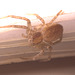 Spider IMG_2505