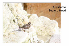 A visitor to Seaford Head - 15.9.2015
