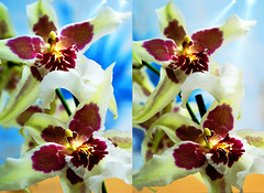 Orchids in X3D  ©UdoSm