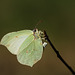 Brimstone (Gonepteryx rhamni) butterfly