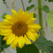 Sunflower - 3 September 2021