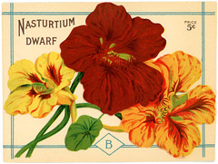 Dwarf Nasturtium Seed Packet