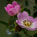 flora rosa