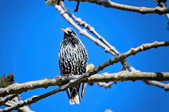 Der Star genießt oben im Baum seinen Ausblick :))  The starling enjoys his view at the top of the tree :))  L'étourneau apprécie sa vue au sommet de l'arbre :))
