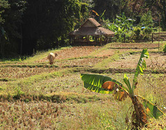 Paddy fields near Pai