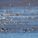 Oyster catchers and birds in flight, Hoylake shore