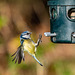 Blue tit coming into a feeder