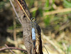 Black-tailed Skimmer m (Orthetrum cancellatum) 08-08-2012 12-22-50