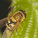 EF7A8807hoverfly