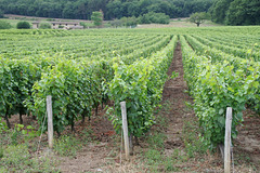 Le Beaujolais viticole !