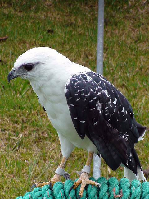 Andean Raptor