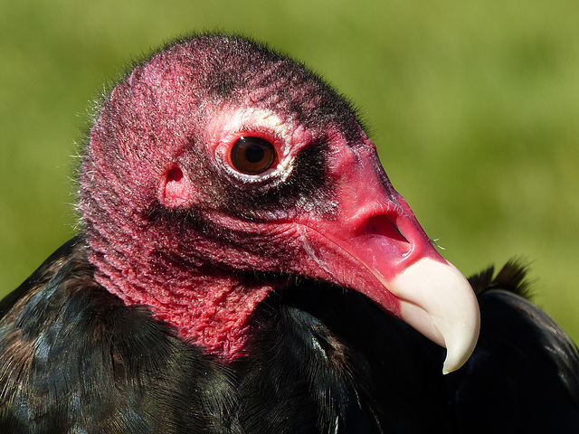 Turkey Vulture