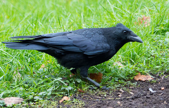Crow approaching (1)