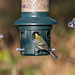 Standing room only. Blue tits at a feeder