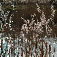 Feb 26: pond