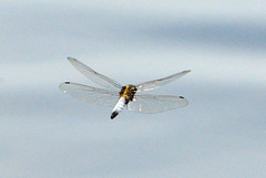 Black-tailed Skimmer m (Orthetrum cancellatum)