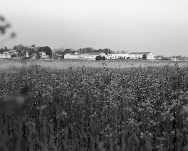 Rapeseed fields